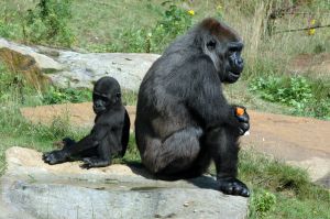 Gorillas-sitting-back-to-back-small.jpg